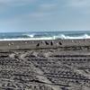 Hens in the beach