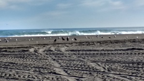 Hens in the beach