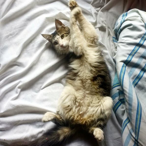 2017 Jan Chile/Chile gatita.jpg