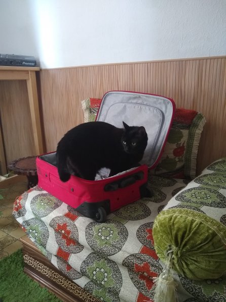 IMG_20190626_092410640